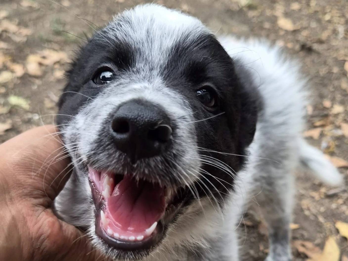 Vuoi adottare un cane a Roma?