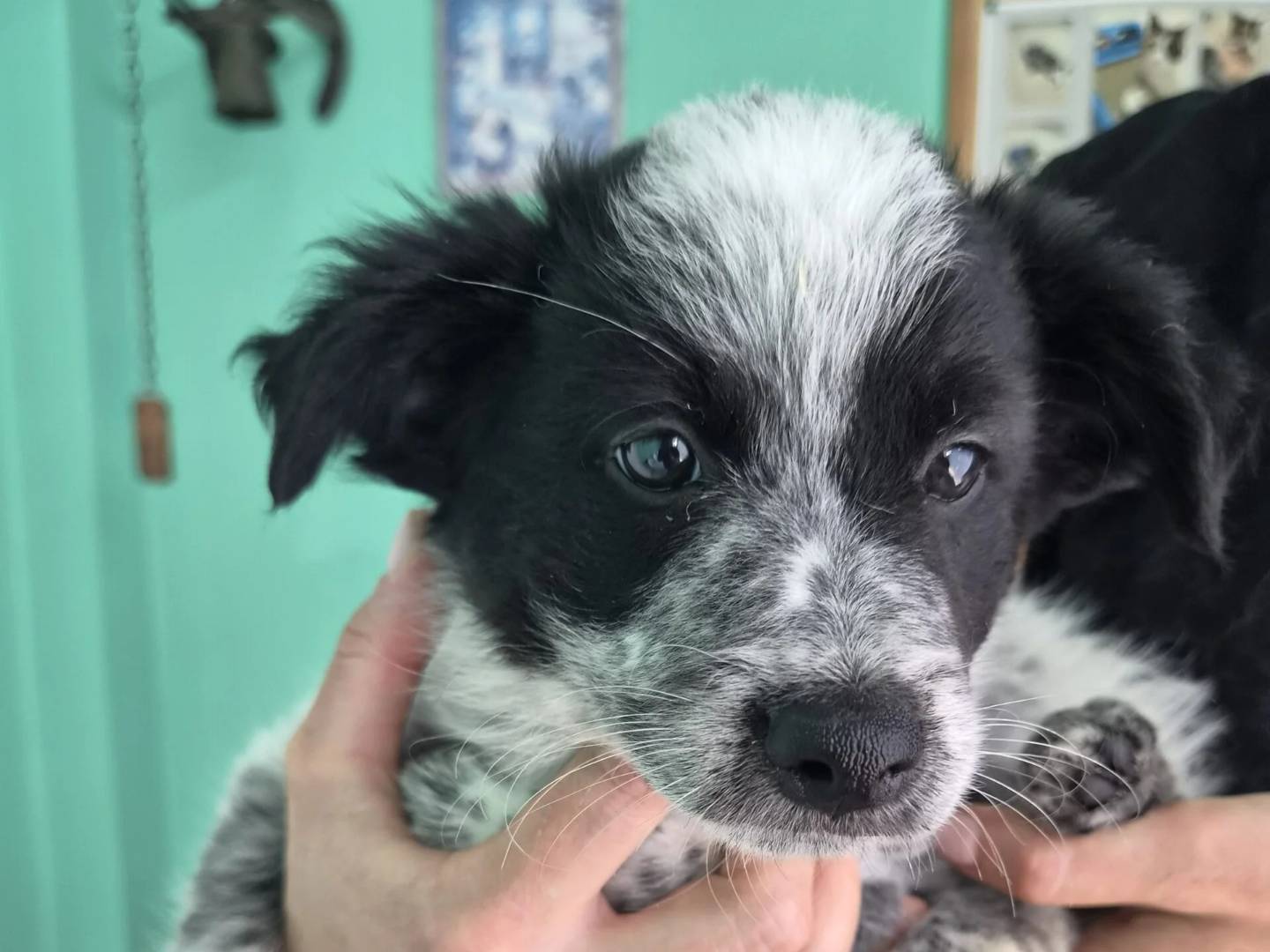 Adotta il cane ANANAS a Roma