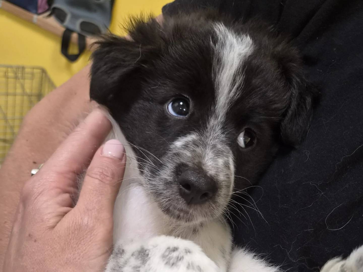Adotta il cane KILOCAL  a Roma