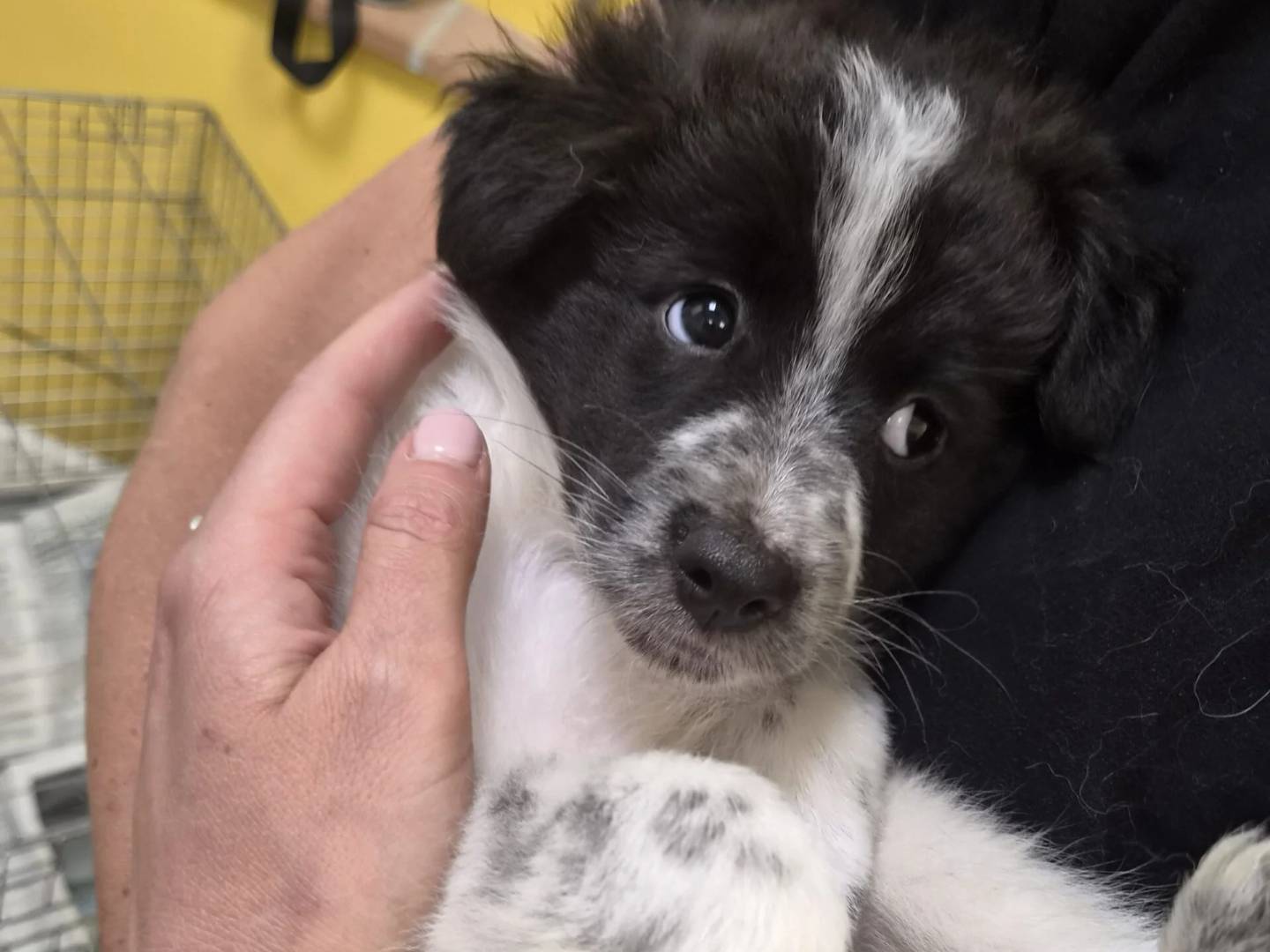 Adozione cane, femmina, Razza sconosciuta Razza sconosciuta, 3 mesi, taglia media contenuta, Roma