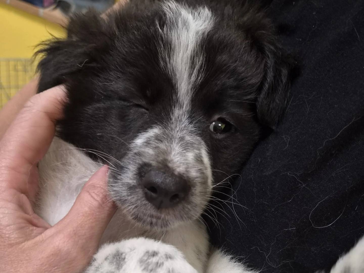 Adotta un cane, femmina, 3 mesi, Roma