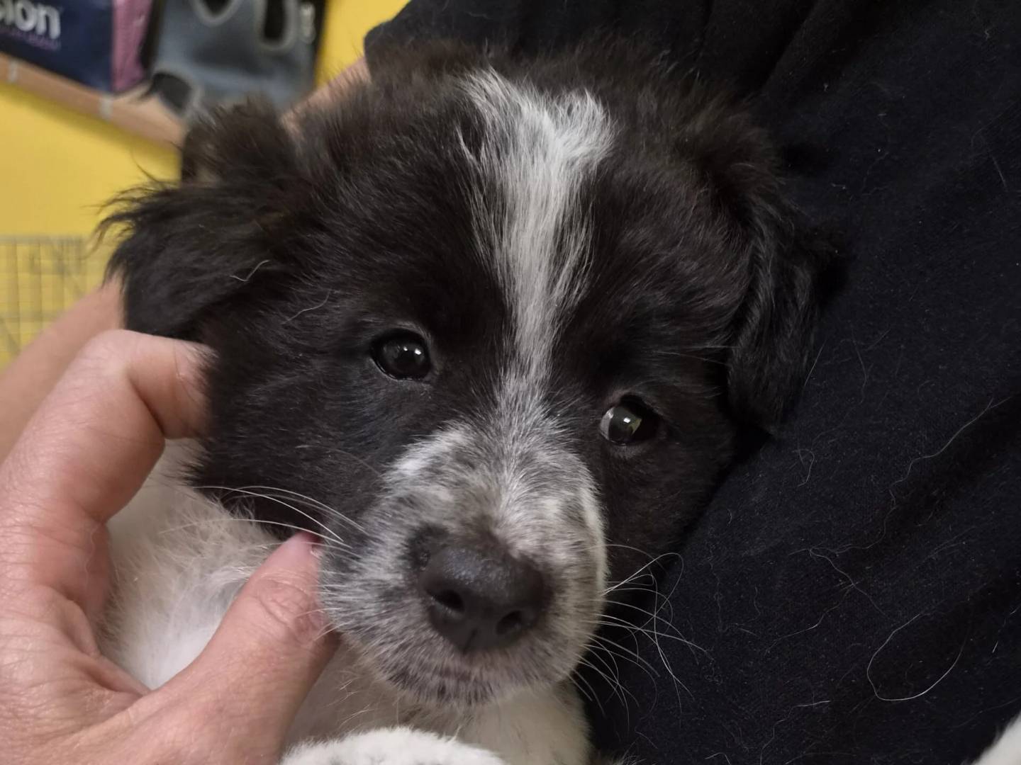 Vuoi adottare un cane a Roma?