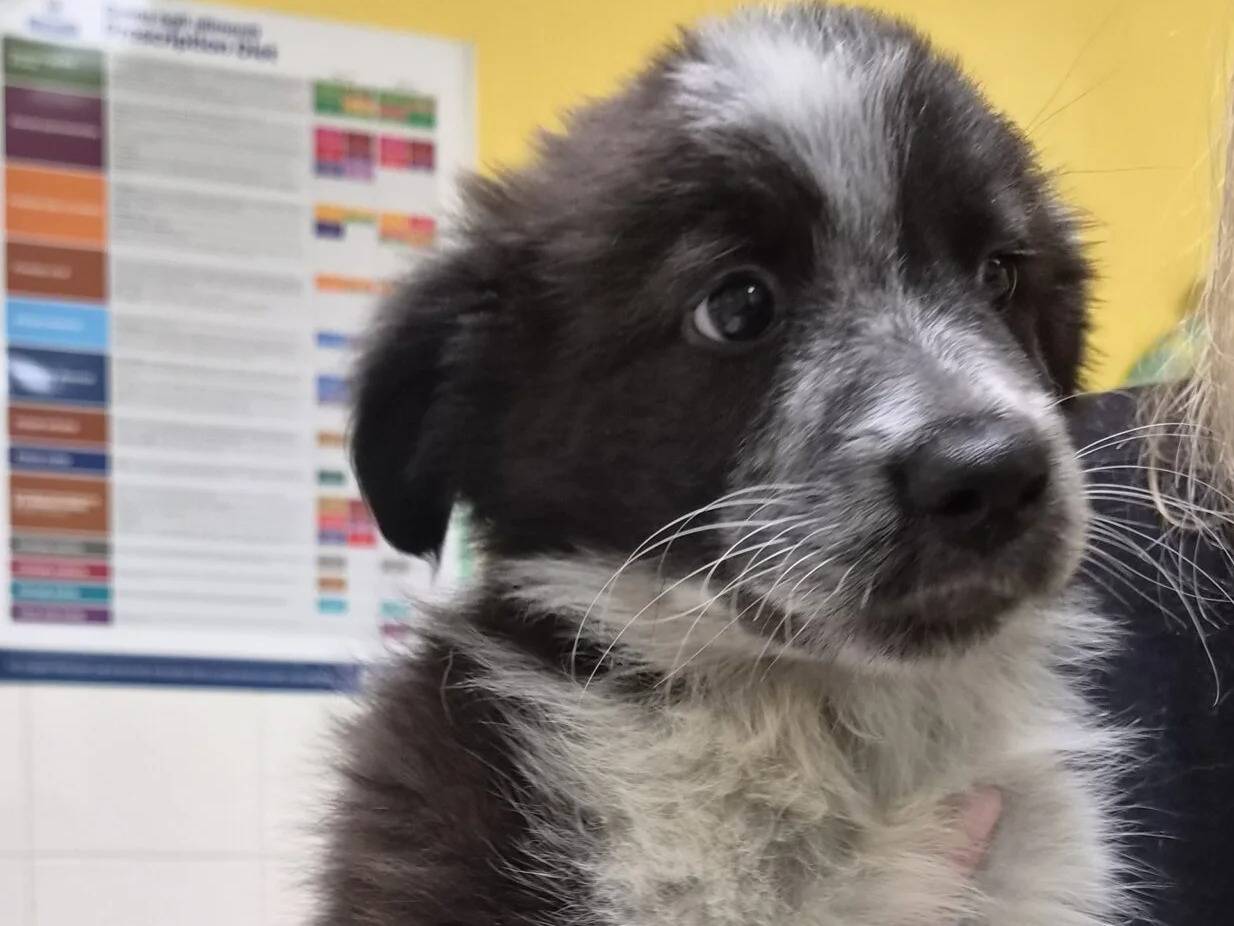 Vuoi adottare un cane a Roma?