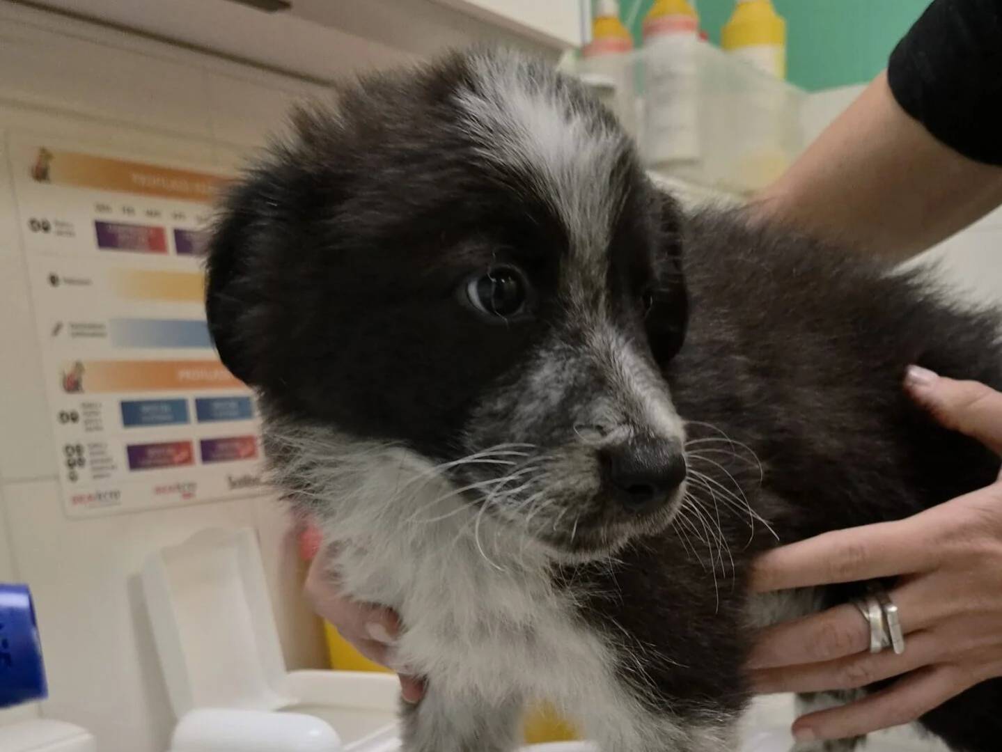 Adotta un cane, maschio, 3 mesi, Roma