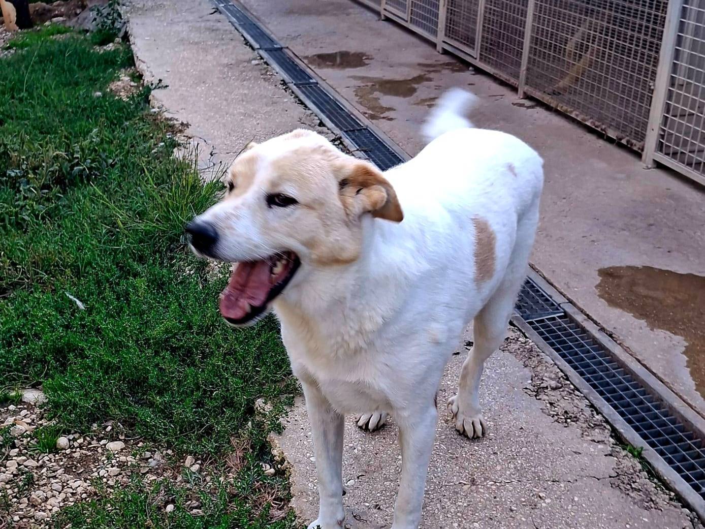 Adotta un cane, taglia grande, maschio, Terni
