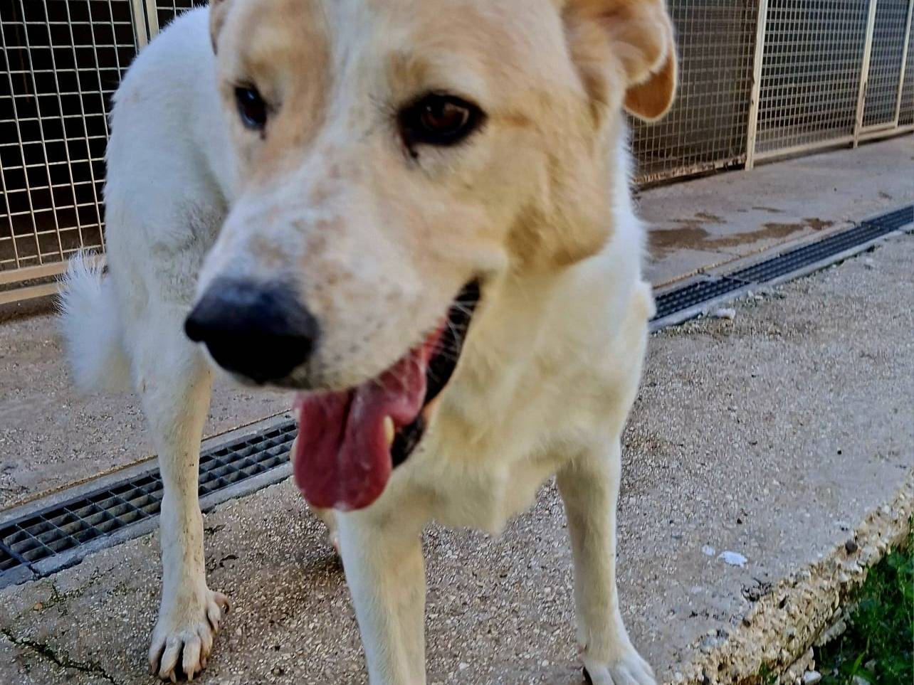 Adotta un cane, maschio, 6 anni e 1 mese, Terni