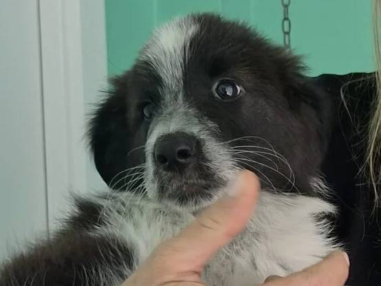 Adozione cane, maschio, Razza sconosciuta Razza sconosciuta, 3 mesi, taglia media contenuta, Roma