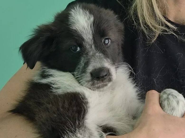 Adotta un cane, taglia media contenuta, maschio, Roma