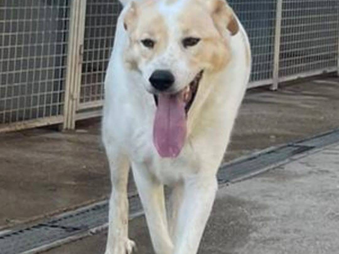 Adozione cane, maschio, Pastore maremmano Akita, 6 anni e 1 mese, taglia grande, Terni