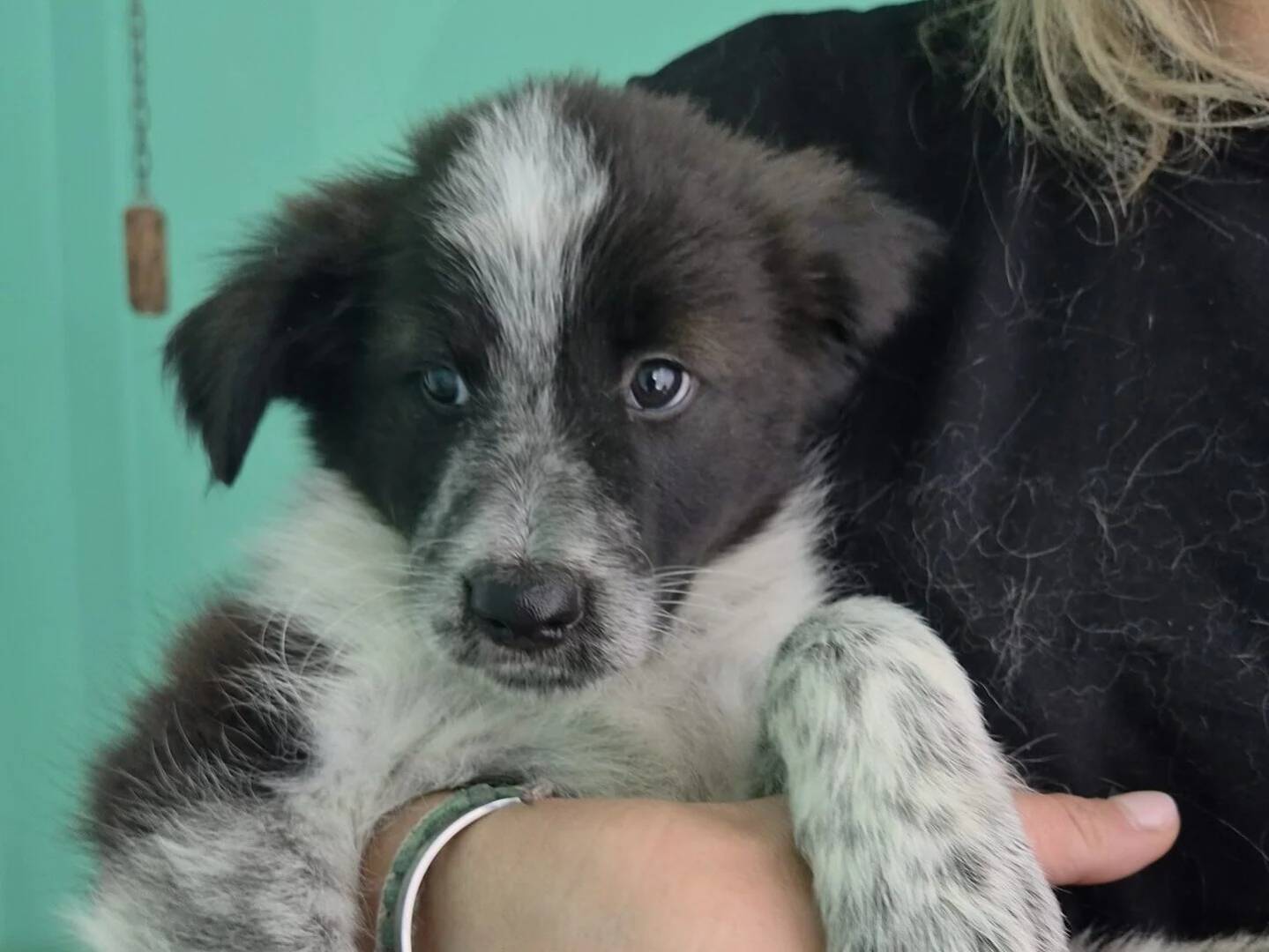 Adotta il cane DETOX a Roma