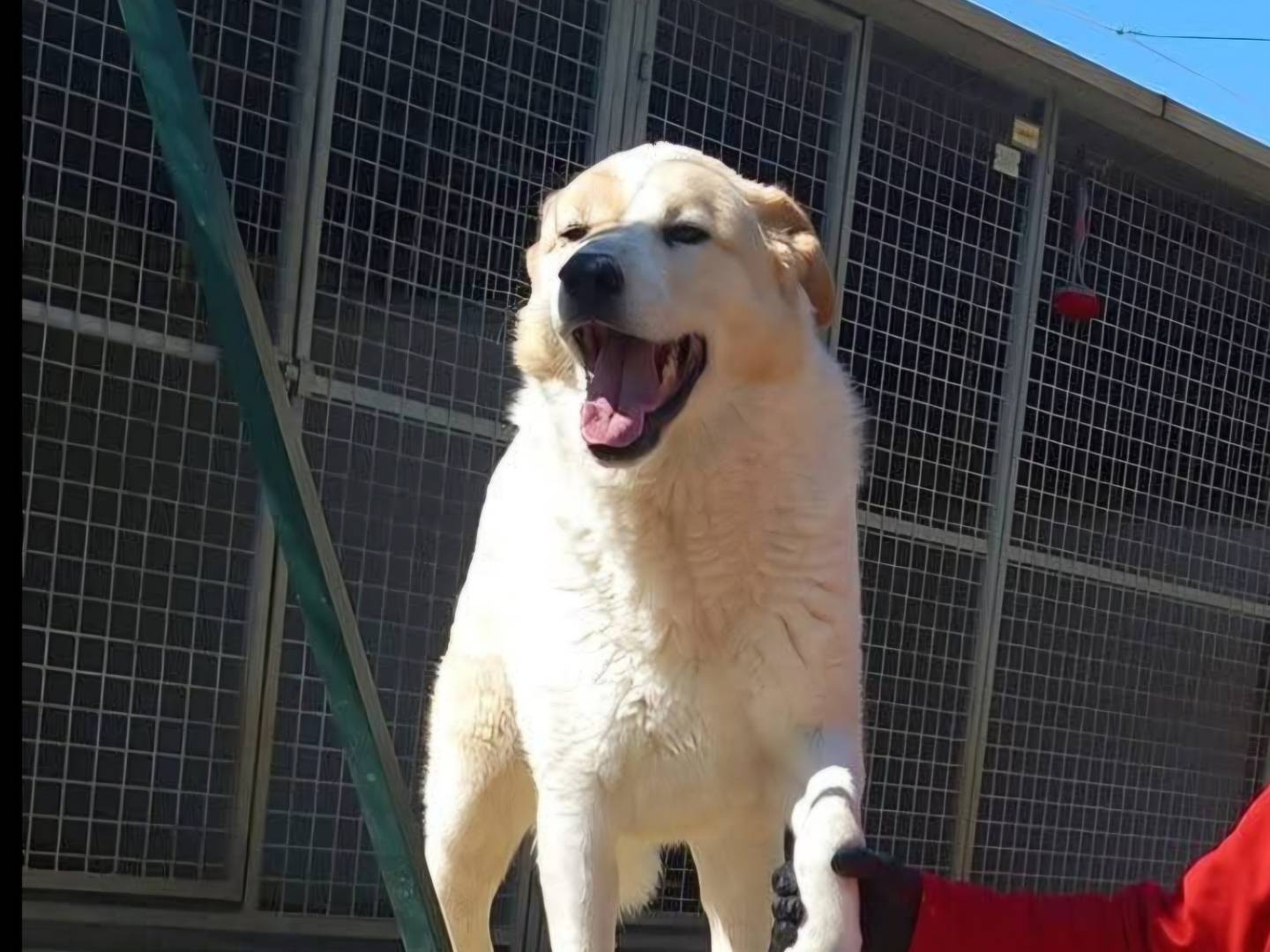 Adotta il cane JOY a Terni