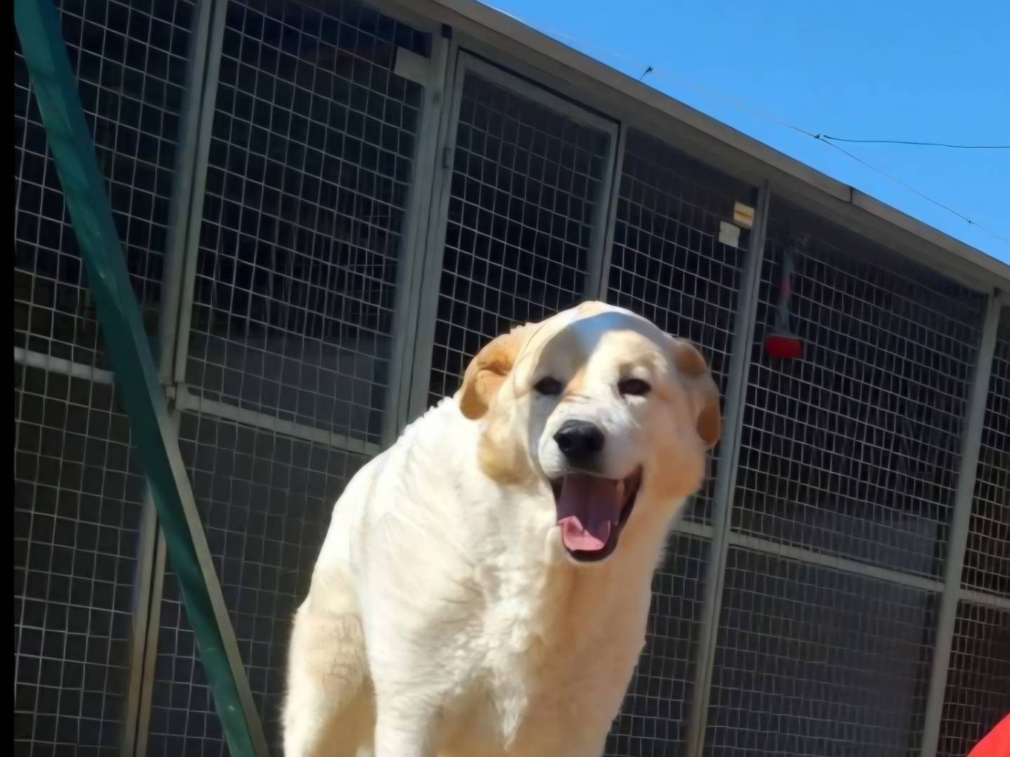 Vuoi adottare un cane a Terni?