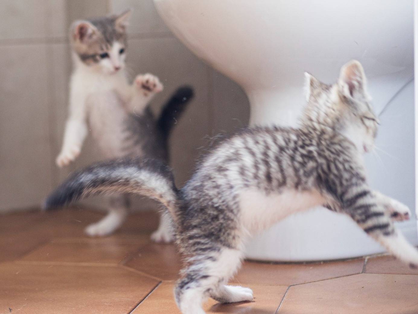 Vuoi adottare un gatto a Brescia?