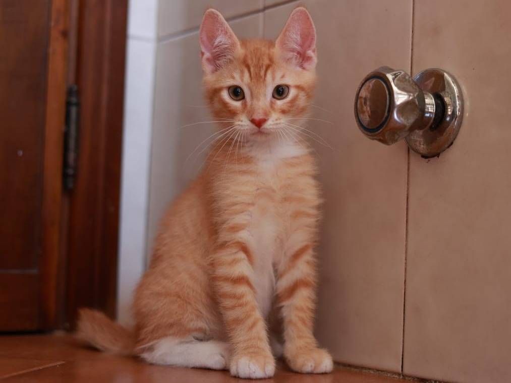 Adozione gatto, maschio, Razza sconosciuta Razza sconosciuta, 2 mesi, taglia non valida, Brescia