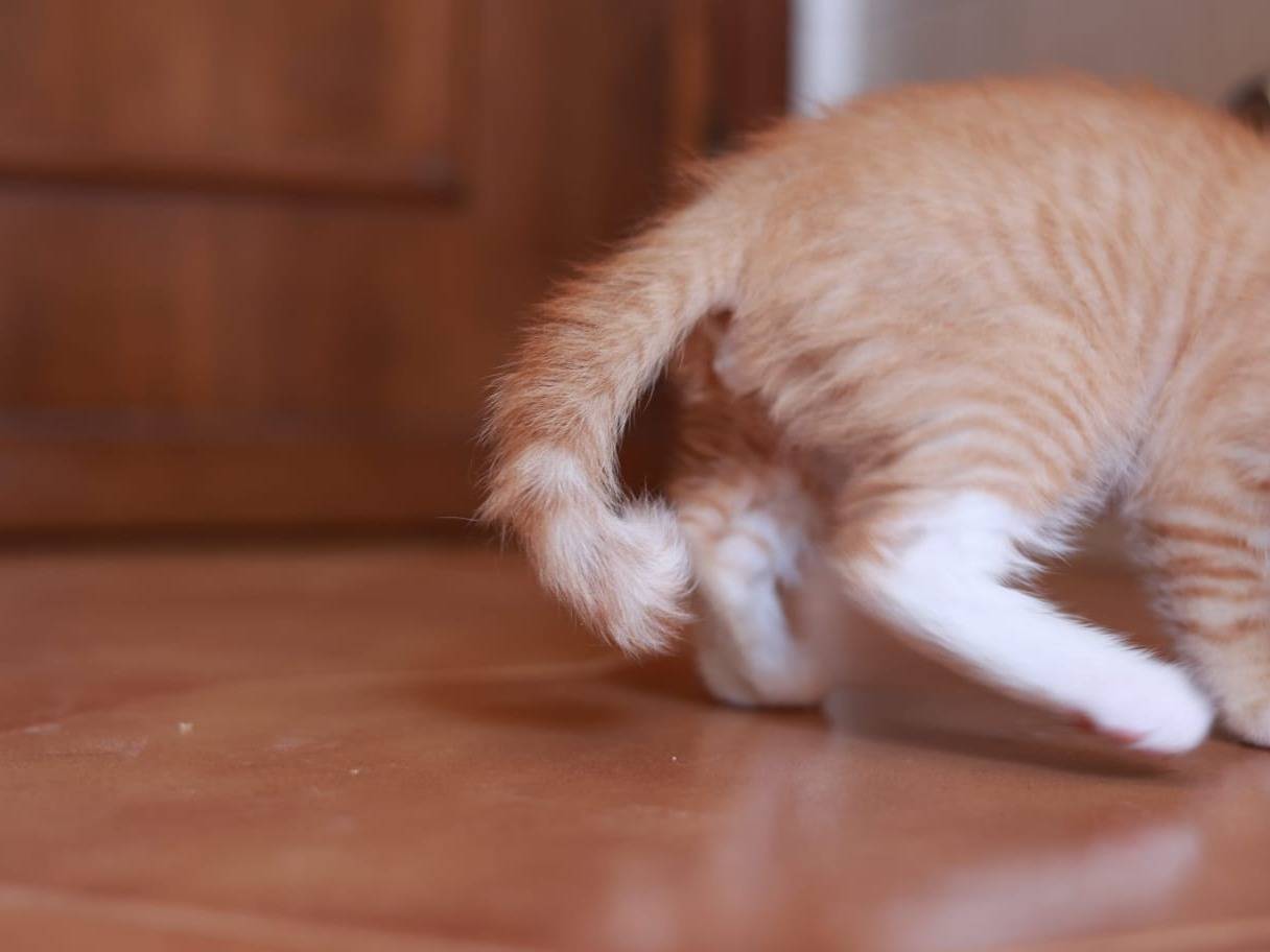 Adotta un gatto, taglia non valida, maschio, Brescia