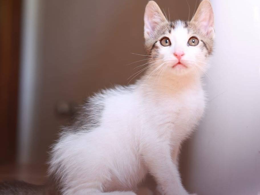 Vuoi adottare un gatto a Brescia?