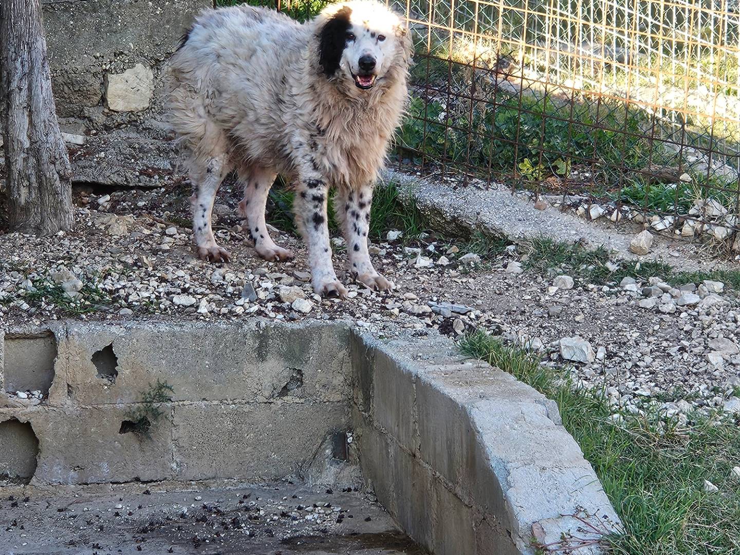 Adotta un cane, taglia gigante, maschio, Terni