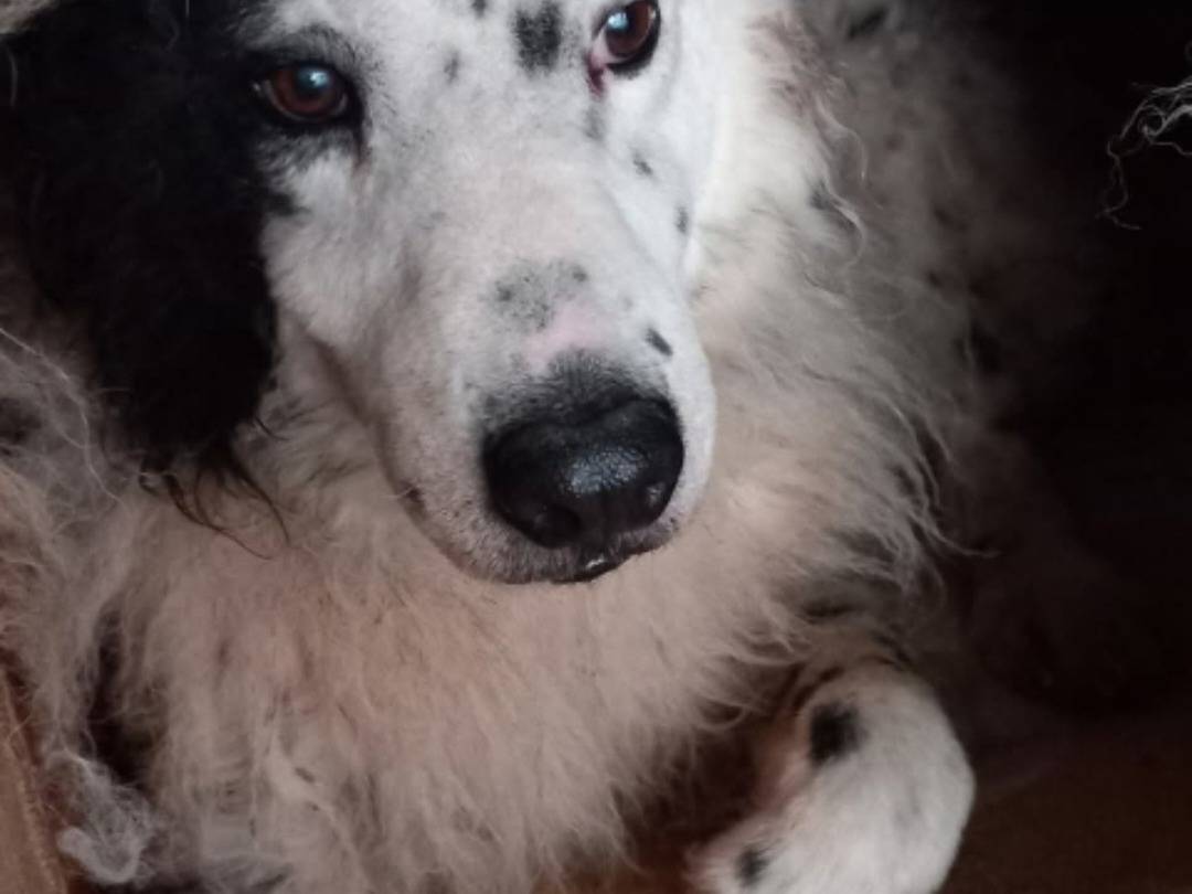 Adozione cane, maschio, Pastore maremmano Razza sconosciuta, 9 anni e 3 mesi, taglia gigante, Terni