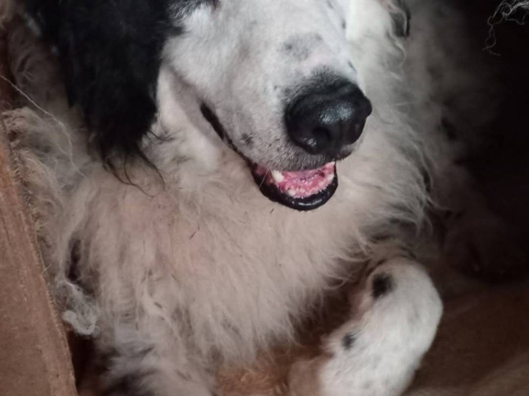 Adotta un cane, maschio, 9 anni e 3 mesi, Terni