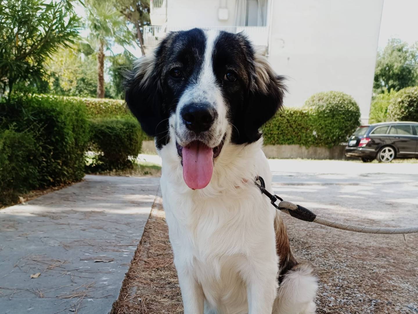 Adotta un cane, maschio, 7 mesi, Ravenna