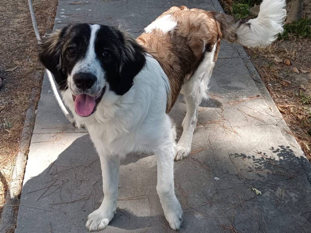 Adozione cane, maschio, Border Collie San Bernardo, 7 mesi, taglia grande, Ravenna