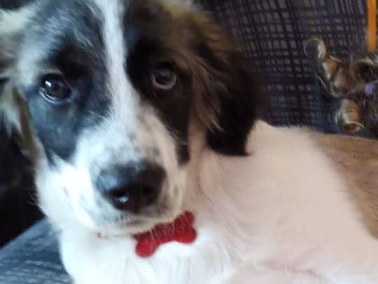 Adotta un cane, taglia grande, maschio, Ravenna
