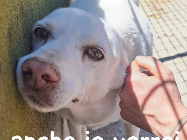 Adozione cane, maschio, Razza sconosciuta Razza sconosciuta, 3 anni e 2 mesi, taglia media, Asti