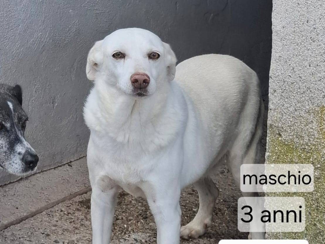 Adotta un cane, taglia media, maschio, Asti