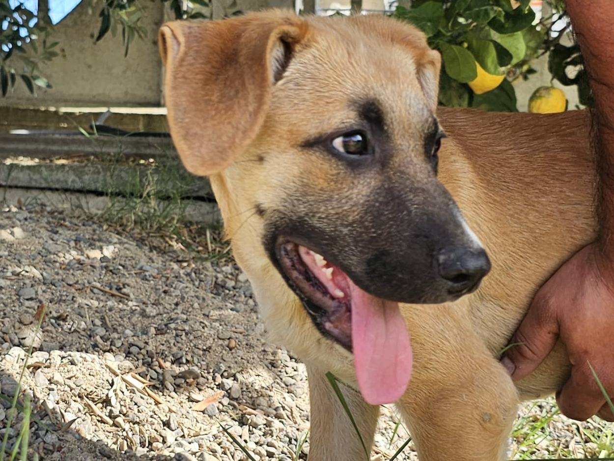 Adotta un cane, femmina, 3 mesi, Crotone