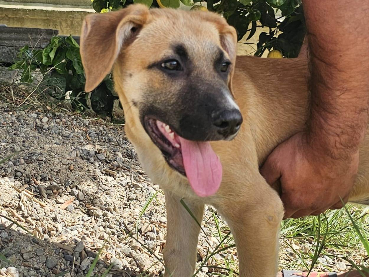 Adotta un cane, taglia media, femmina, Crotone