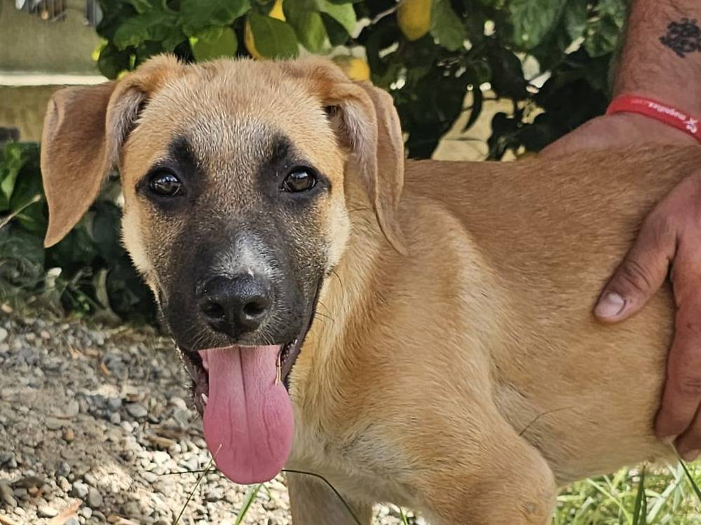 Adozione cane, femmina, Razza sconosciuta Razza sconosciuta, 3 mesi, taglia media, Crotone