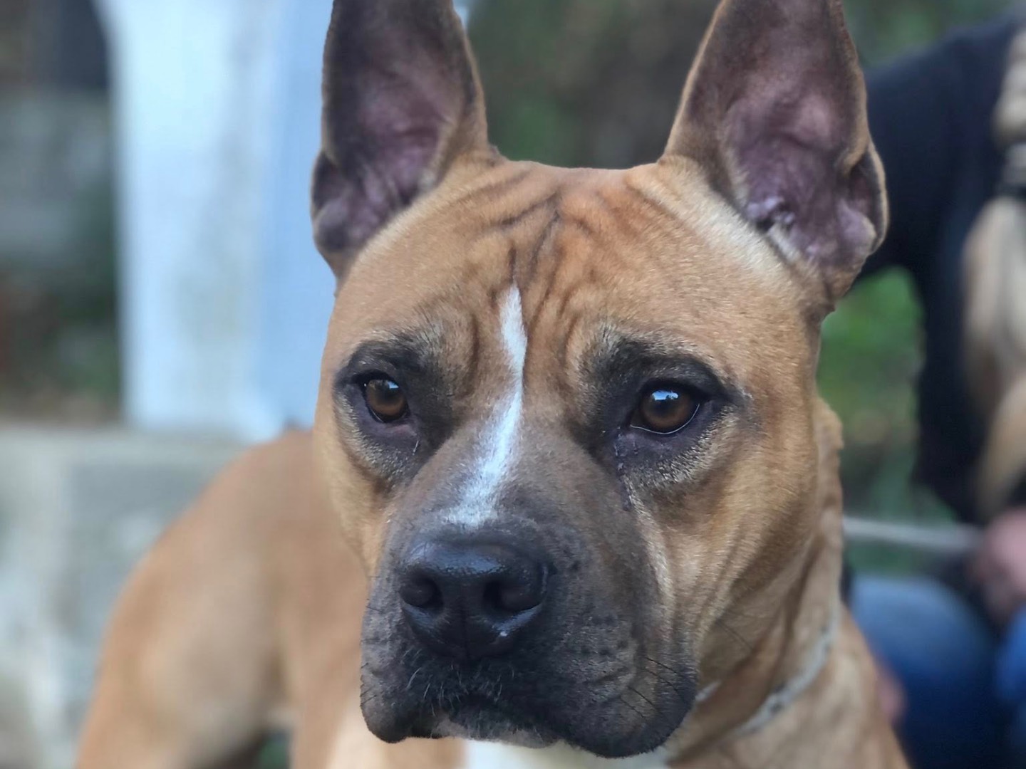 Adozione cane, maschio, Razza sconosciuta Razza sconosciuta, 3 anni e 1 mese, taglia media, Latina