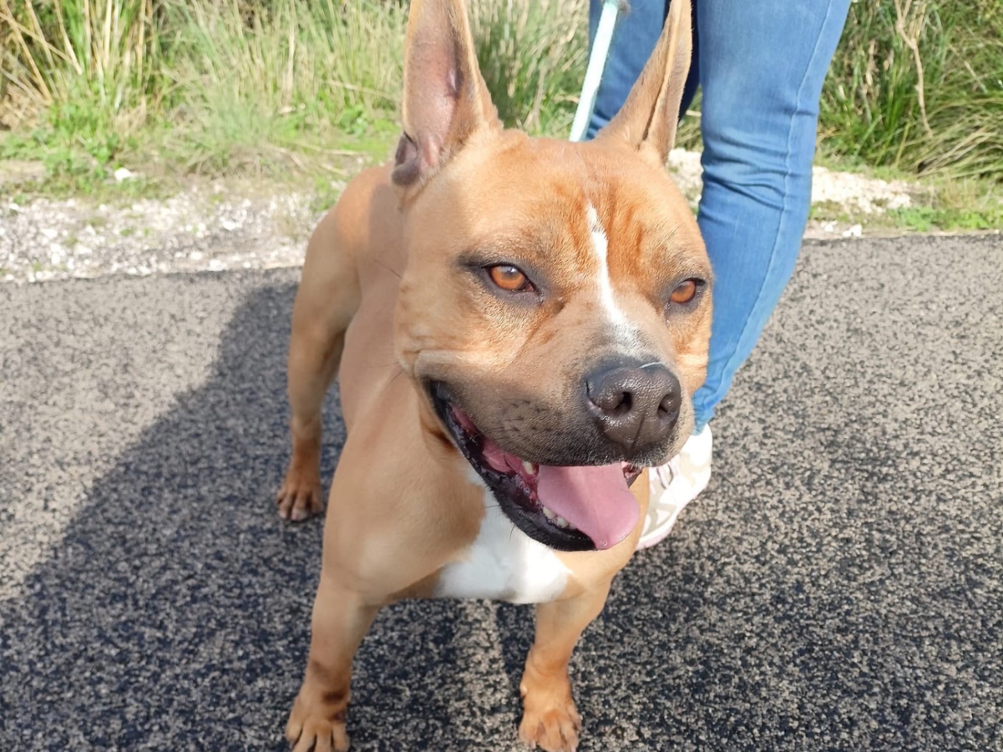 Adotta il cane Elan a Latina