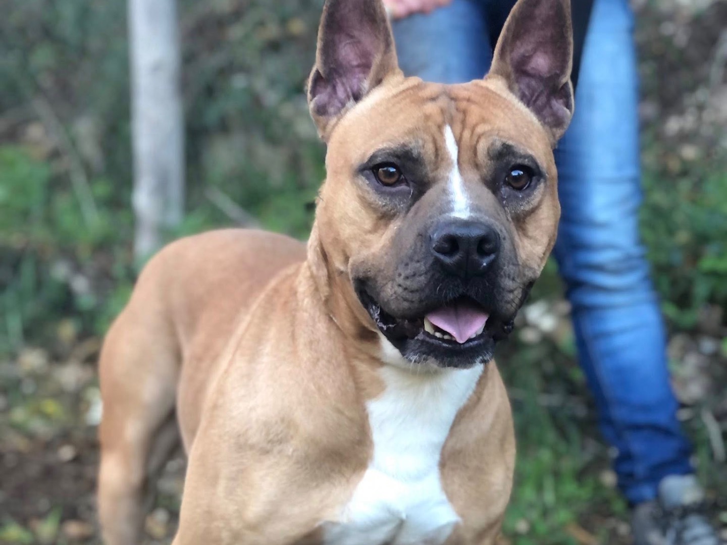 Adotta un cane, taglia media, maschio, Latina