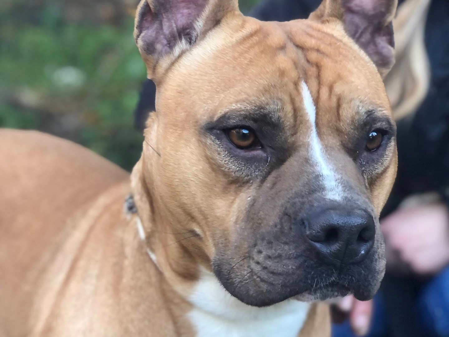 Adotta un cane, maschio, 3 anni e 1 mese, Latina