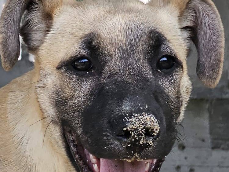 Adotta un cane, taglia media, femmina, Crotone