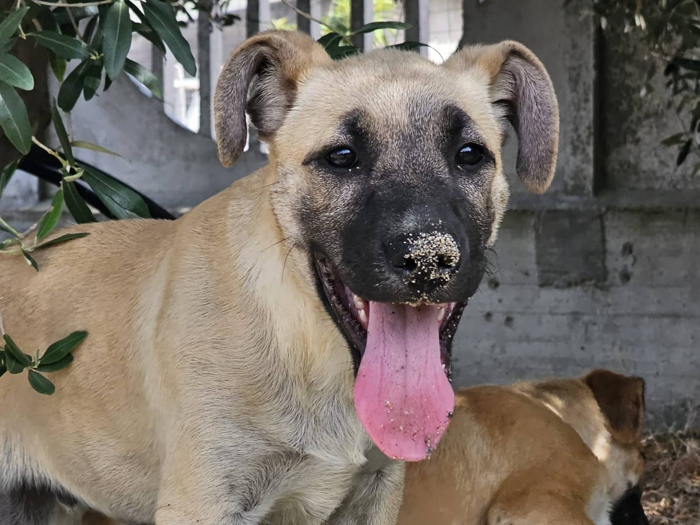 Adozione cane, femmina, Razza sconosciuta Razza sconosciuta, 3 mesi, taglia media, Crotone