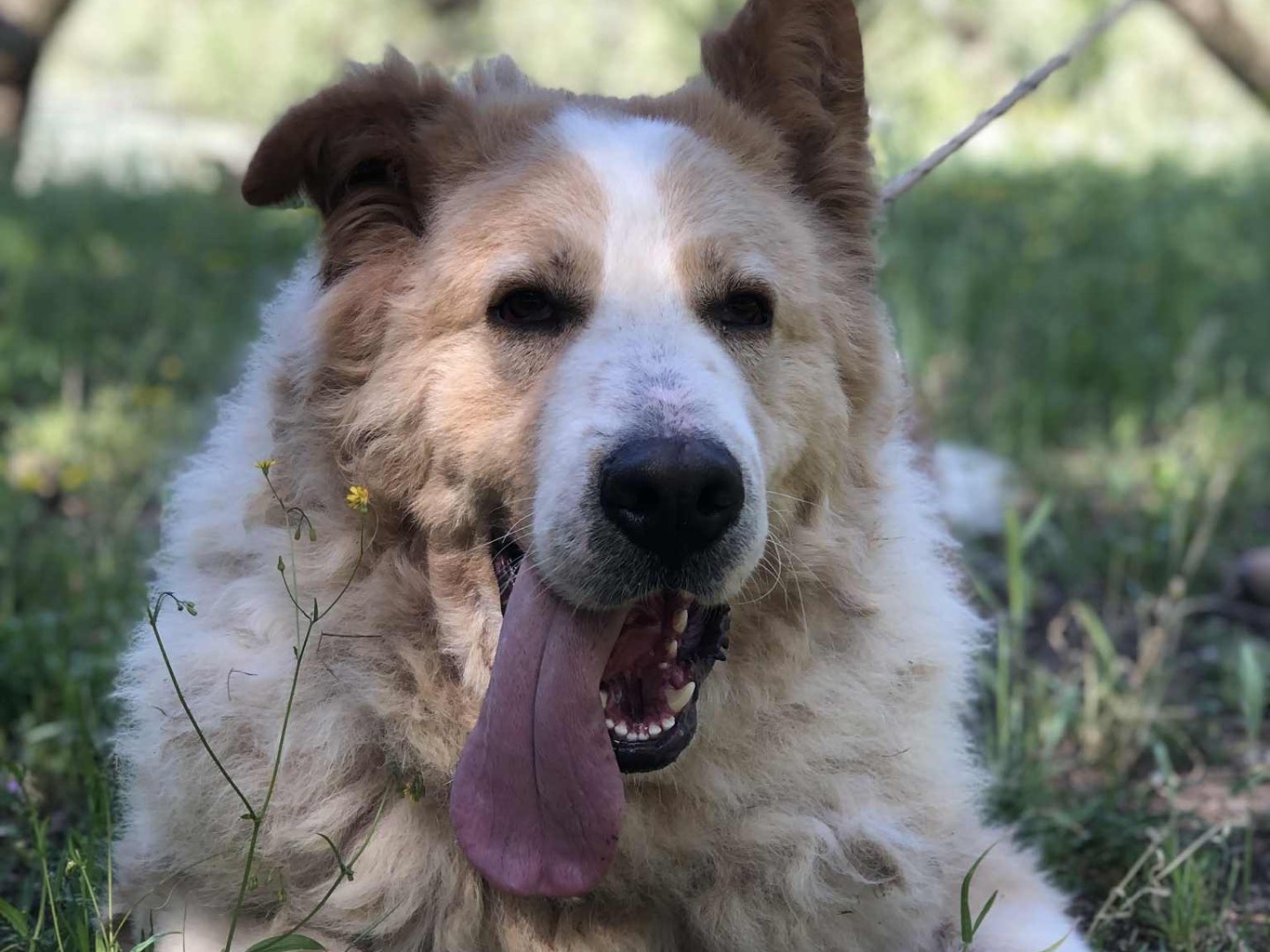 Adozione cane, maschio, Razza sconosciuta Razza sconosciuta, 4 anni, taglia gigante, Latina
