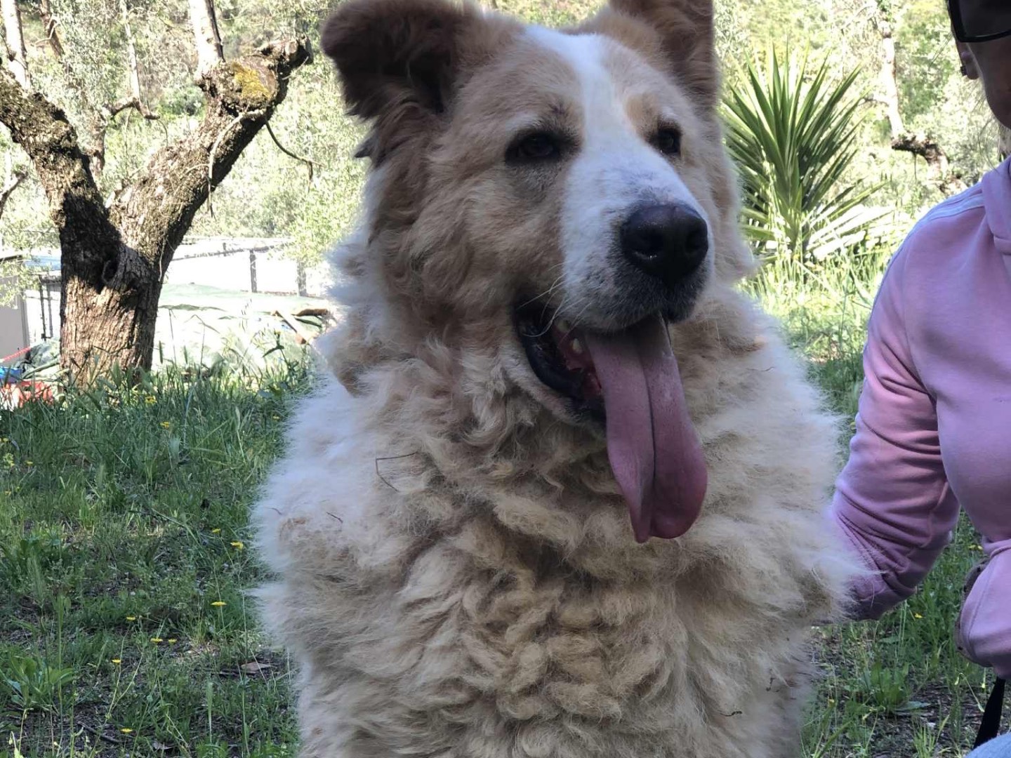 Adotta un cane, maschio, 4 anni, Latina