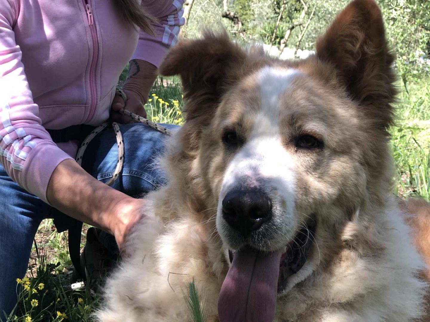 Adotta un cane, taglia gigante, maschio, Latina
