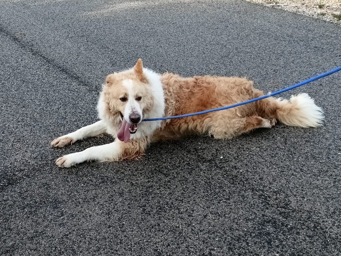 Adotta il cane Mufasa  a Latina