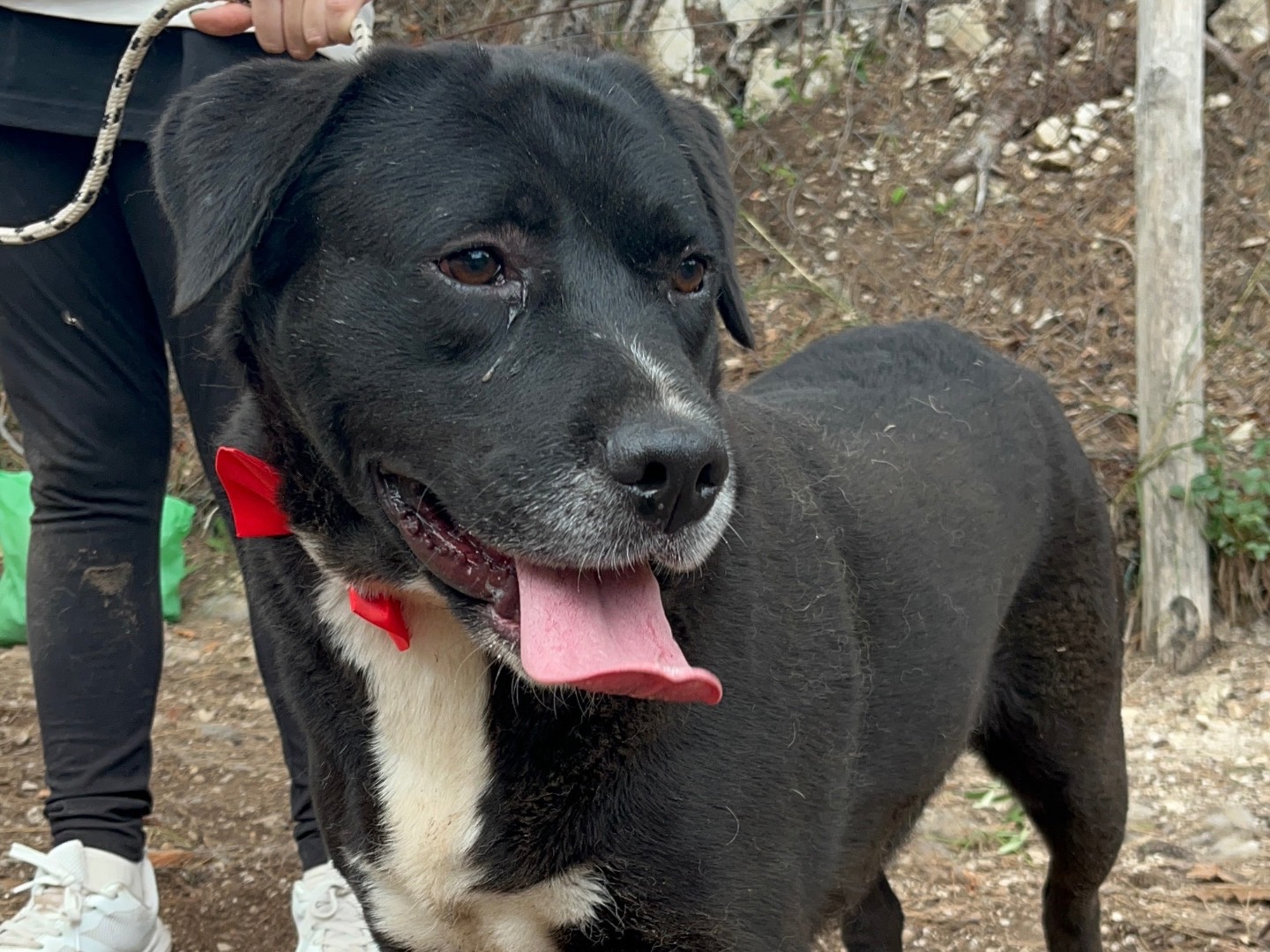 Adozione cane, maschio, Razza sconosciuta Razza sconosciuta, 3 anni, taglia media, Latina