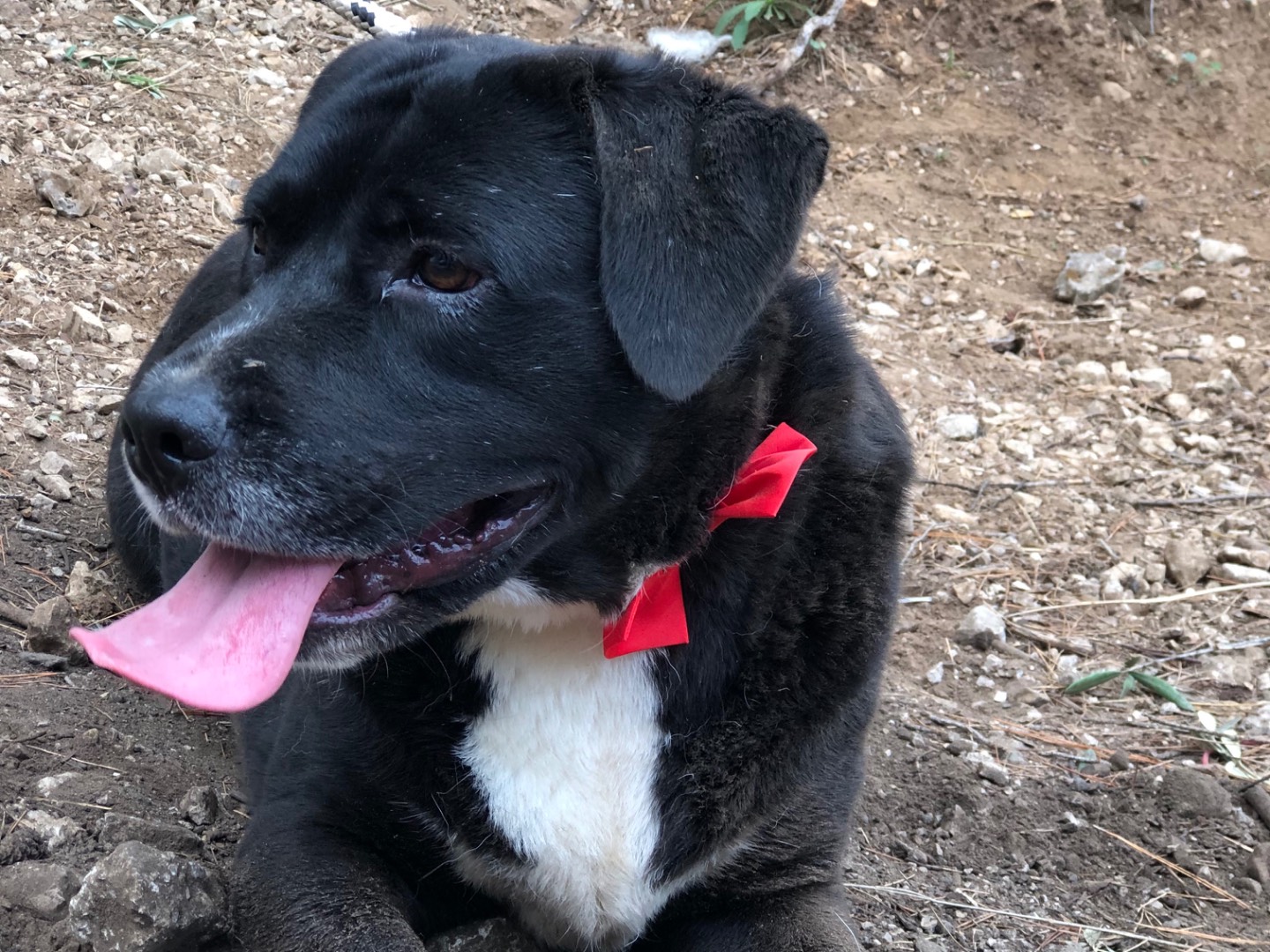 Adotta un cane, maschio, 3 anni, Latina