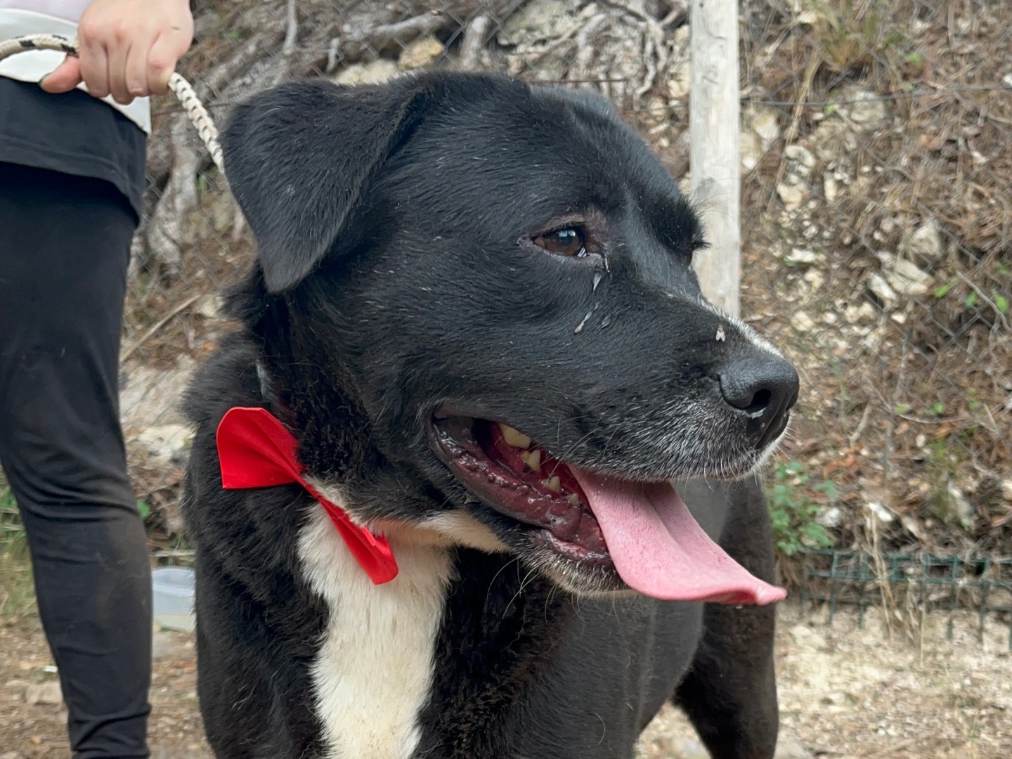 Adotta un cane, taglia media, maschio, Latina