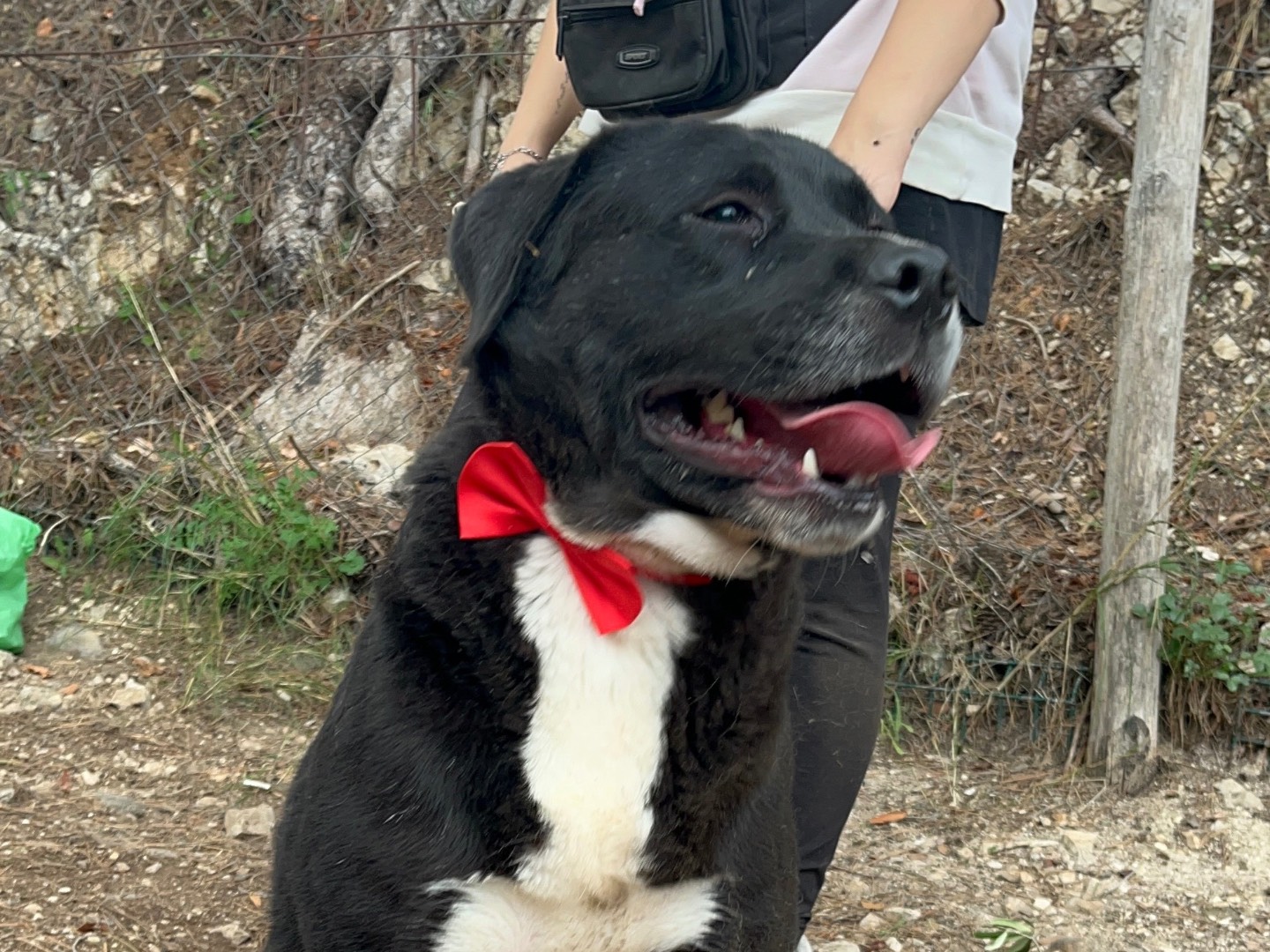 Vuoi adottare un cane a Latina?
