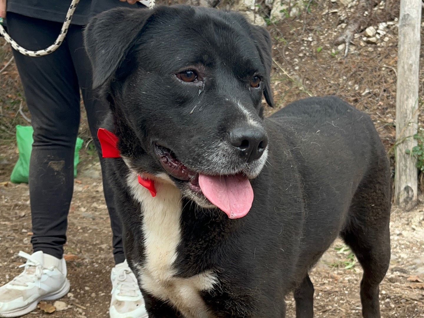Adotta il cane Pablo  a Latina