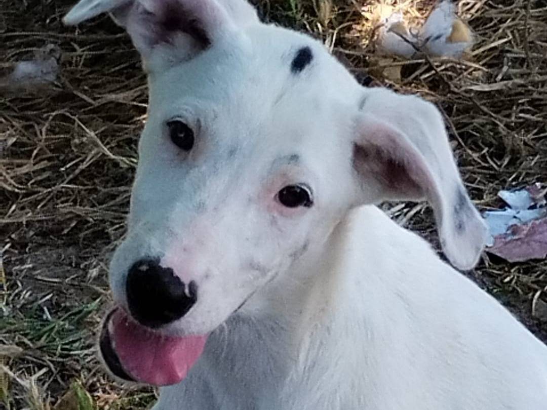 Adozione cane, maschio, Razza sconosciuta Razza sconosciuta, 4 mesi, taglia media, Vibo