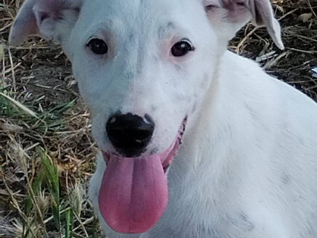 Adotta un cane, maschio, 4 mesi, Vibo