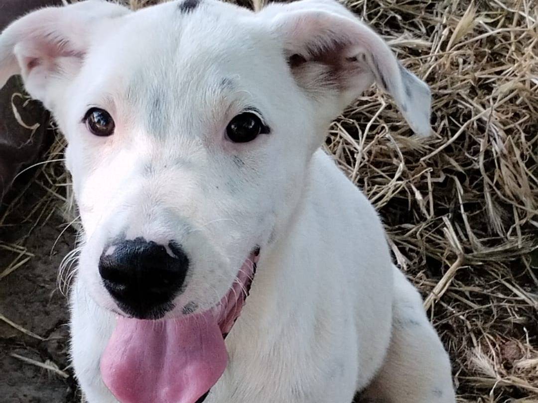 Adotta un cane, taglia media, maschio, Vibo
