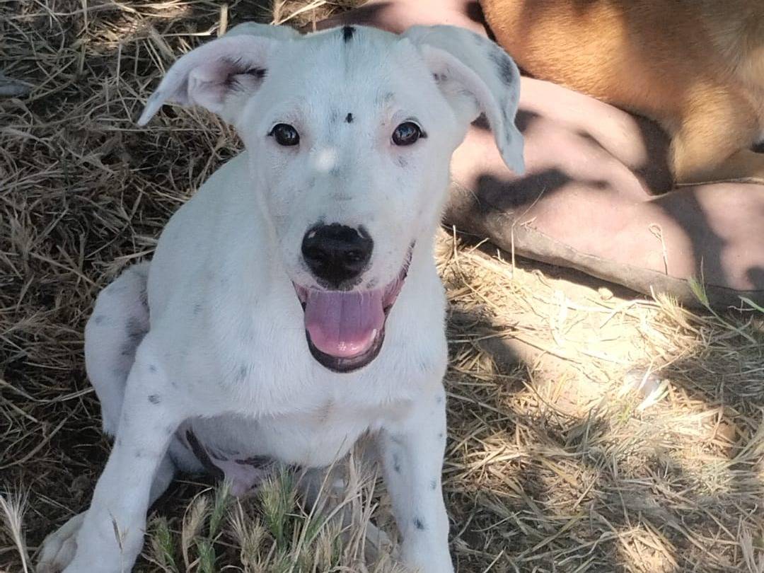Vuoi adottare un cane a Vibo?